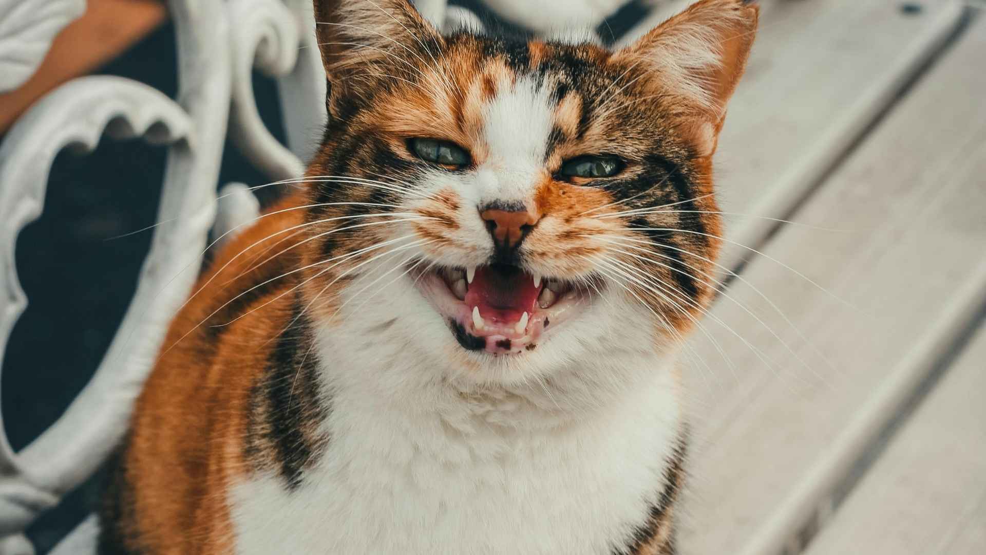 gatamaullando